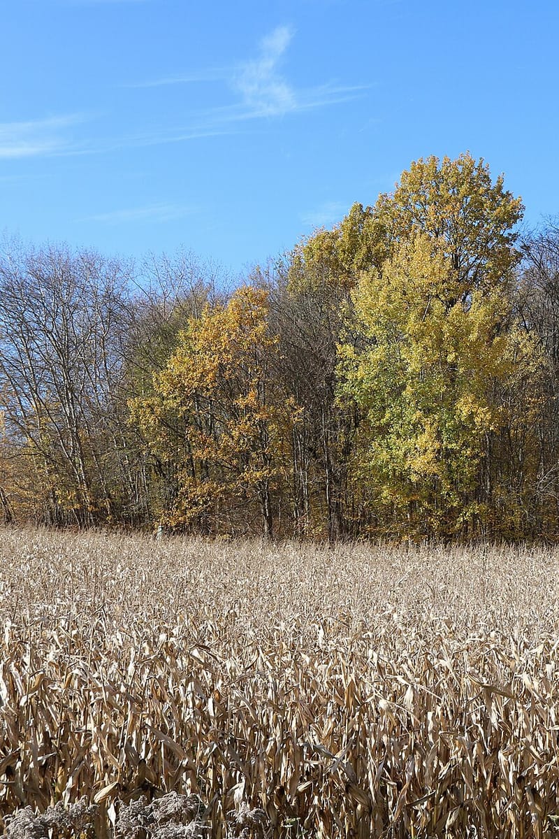 Feed corn, field