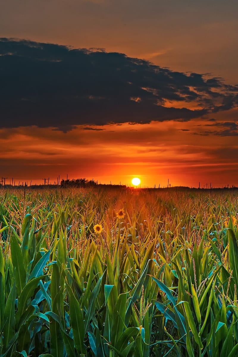 Sunflower seed, field