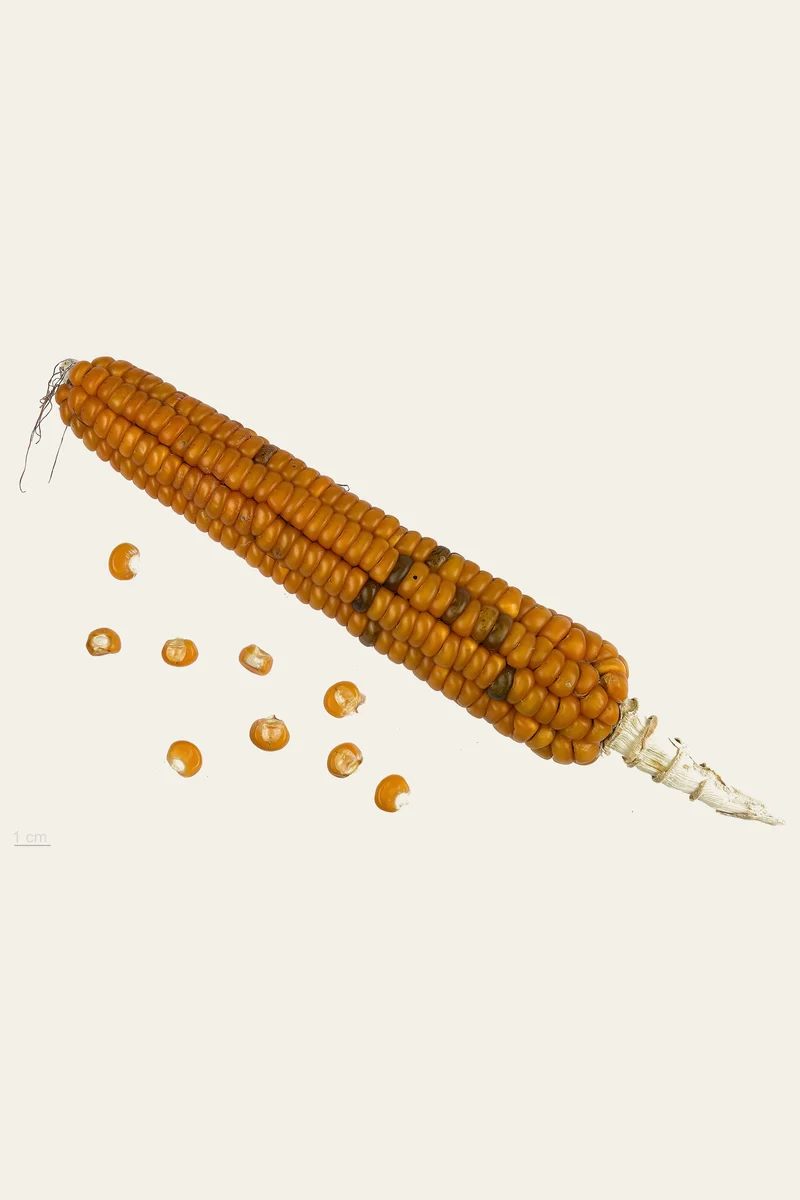 Feed corn, the grain