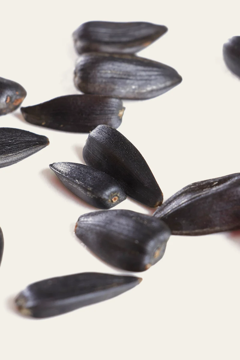 Sunflower seed, the grain