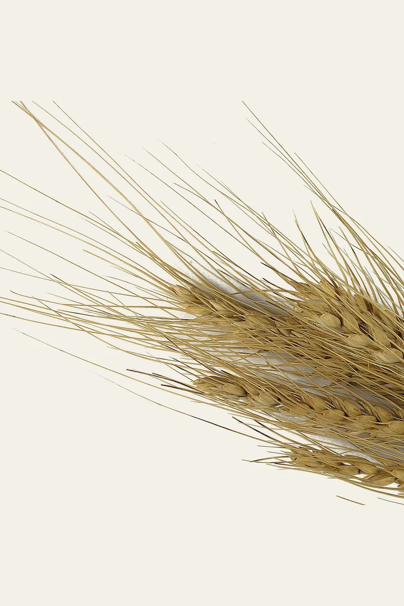 Milling wheat, the grain