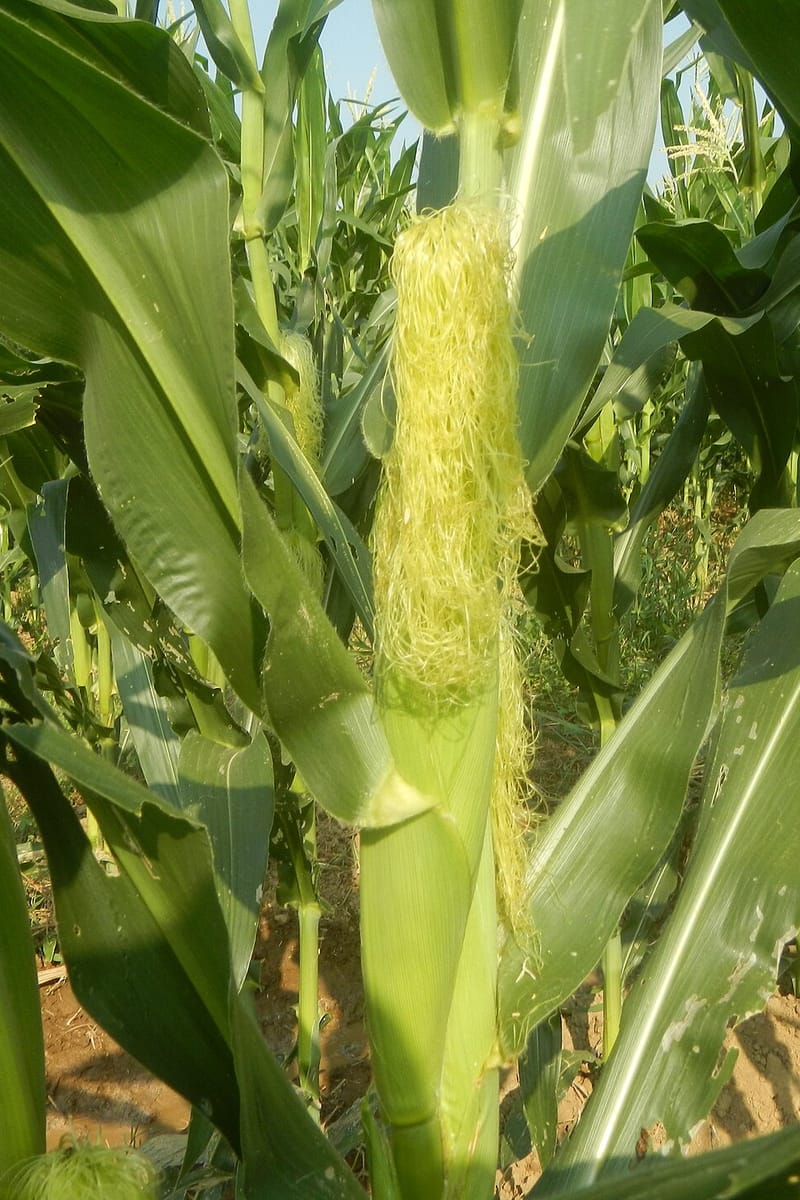 Feed corn, plant