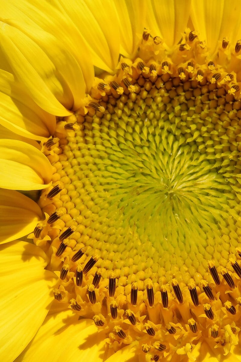 Sunflower seed, plant