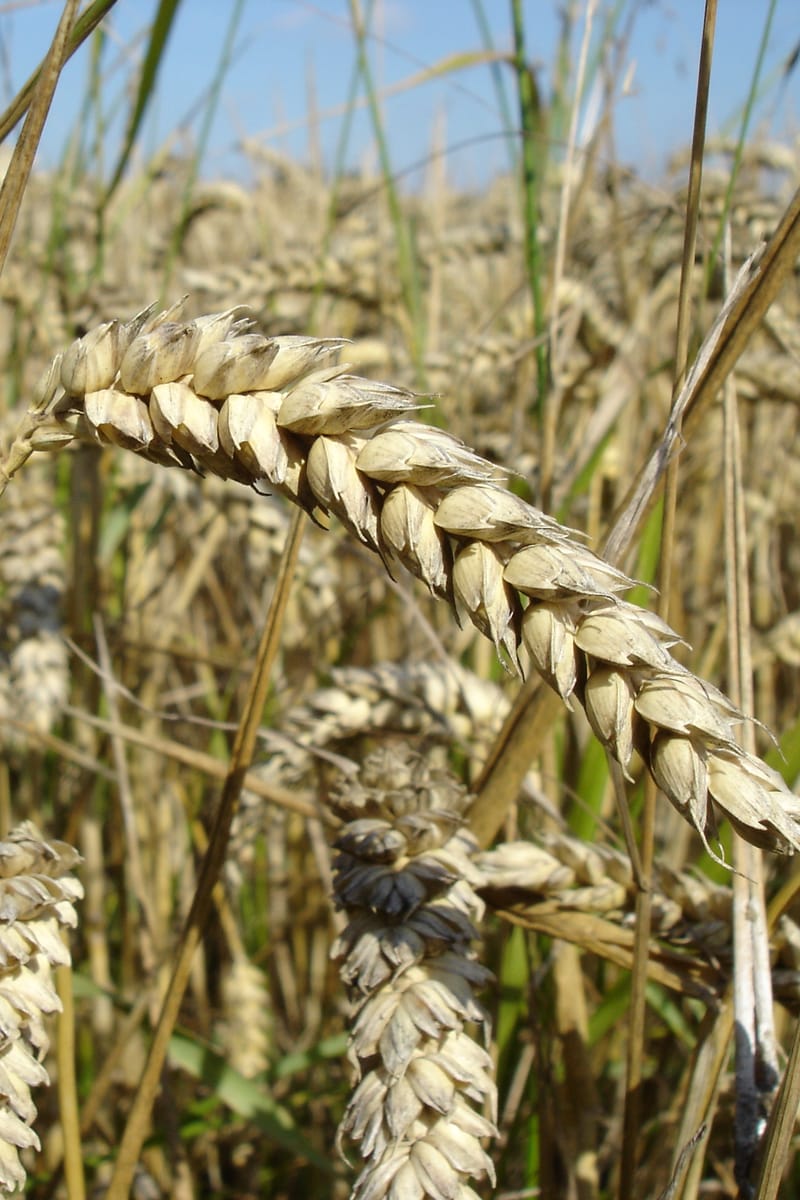 Milling wheat, plant